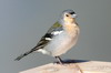 Common Chaffinch (Fringilla coelebs) - Madeira