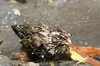 Streaky Seedeater (Crithagra striolata) - Ethiopia