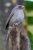 Brown-rumped Seedeater (Crithagra tristriata) - Ethiopia