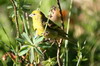 Serin à calotte jaune (Serinus flavivertex) - Ethiopie