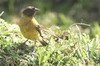 Serin  tte noire (Serinus nigriceps) - Ethiopie