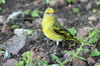 Serin  calotte jaune (Serinus flavivertex) - Ethiopie