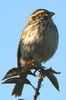 Streaky Seedeater (Crithagra striolata) - Ethiopia