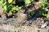 Brown-rumped Seedeater (Crithagra tristriata) - Ethiopia