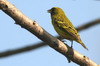 Abyssinian Citril (Crithagra citrinelloides) - Ethiopia
