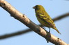 Serin d'Abyssinie (Crithagra citrinelloides) - Ethiopie