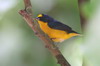 Yellow-throated Euphonia (Euphonia hirundinacea) - Mexico