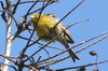 Island Canary (Serinus canaria) - Canary Islands