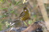 Serin des Canaries (Serinus canaria) - Iles Canaries