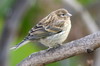 Serin des Canaries (Serinus canaria) - Iles Canaries