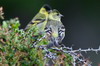 Black-chinned Siskin (Spinus barbatus) - Chile