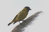 Hooded Siskin (Spinus magellanicus) - Argentina