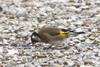 European Goldfinch (Carduelis carduelis) - France