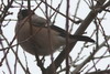 Eurasian Bullfinch (Pyrrhula pyrrhula) - France