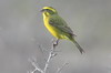 Yellow Canary (Crithagra flaviventris) - South Africa