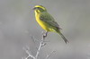 Serin de Sainte-Hlne (Crithagra flaviventris) - Afrique du Sud