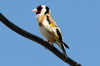 European Goldfinch (Carduelis carduelis) - Romania