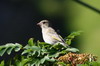 European Greenfinch (Chloris chloris) - Norway