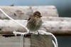 Twite (Linaria flavirostris) - Norway