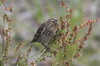 Linotte  bec jaune (Linaria flavirostris) - Norvge