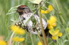 Redpoll (Acanthis flammea) - Norway