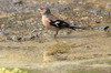 Common Chaffinch (Fringilla coelebs) - New Zealand