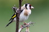 Chardonneret lgant (Carduelis carduelis) - Nouvelle Zlande