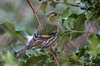 Eurasian Siskin (Spinus spinus) - France