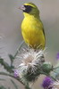 Serin d'Abyssinie (Crithagra citrinelloides) - Kenya