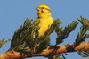 White-bellied Canary (Crithagra dorsostriata) - Kenya