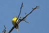 European Serin (Serinus serinus) - France