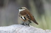 Cream-winged Cinclodes (Cinclodes albiventris) - Peru