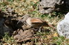 Striated Earthcreeper (Geocerthia serrana) - Peru