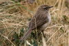 Streak-throated Canastero (Asthenes humilis) - Peru