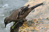 Surf Cinclodes (Cinclodes taczanowskii) - Peru