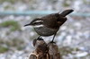 Cinclode  ventre sombre (Cinclodes patagonicus) - Argentine