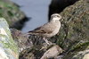 Cinclode  ventre sombre (Cinclodes patagonicus) - Argentine