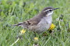 Grey-flanked Cinclodes (Cinclodes oustaleti) - Argentina