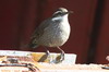 Dark-bellied Cinclodes (Cinclodes patagonicus) - Chile