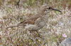 Scaly-throated Earthcreeper (Upucerthia dumetaria) - Chile