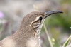 Scaly-throated Earthcreeper (Upucerthia dumetaria) - Chile