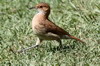 Rufous Hornero (Furnarius rufus) - Argentina