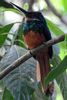 Jacamar � queue rousse (Galbula ruficauda) - Costa-Rica
