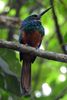 Jacamar � queue rousse (Galbula ruficauda) - Costa-Rica