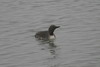 Red-throated Loon (Gavia stellata) - Spitzberg