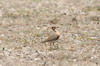 Temminck's Courser (Cursorius temminckii) - Ethiopia