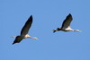 Common Crane (Grus grus) - France