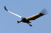 Black Crowned-crane (Balearica pavonina) - Ethiopia