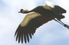 Black Crowned-crane (Balearica pavonina) - Ethiopia