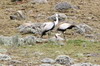 Wattled Crane (Bugeranus carunculatus) - Ethiopia